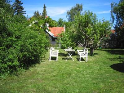 Strandrosen 100m fra kattegat