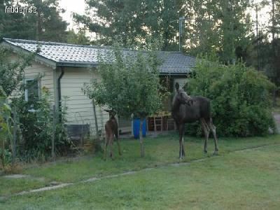 Stuga i Stockholms sk�rg�rd